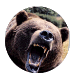 Big Bad Bear